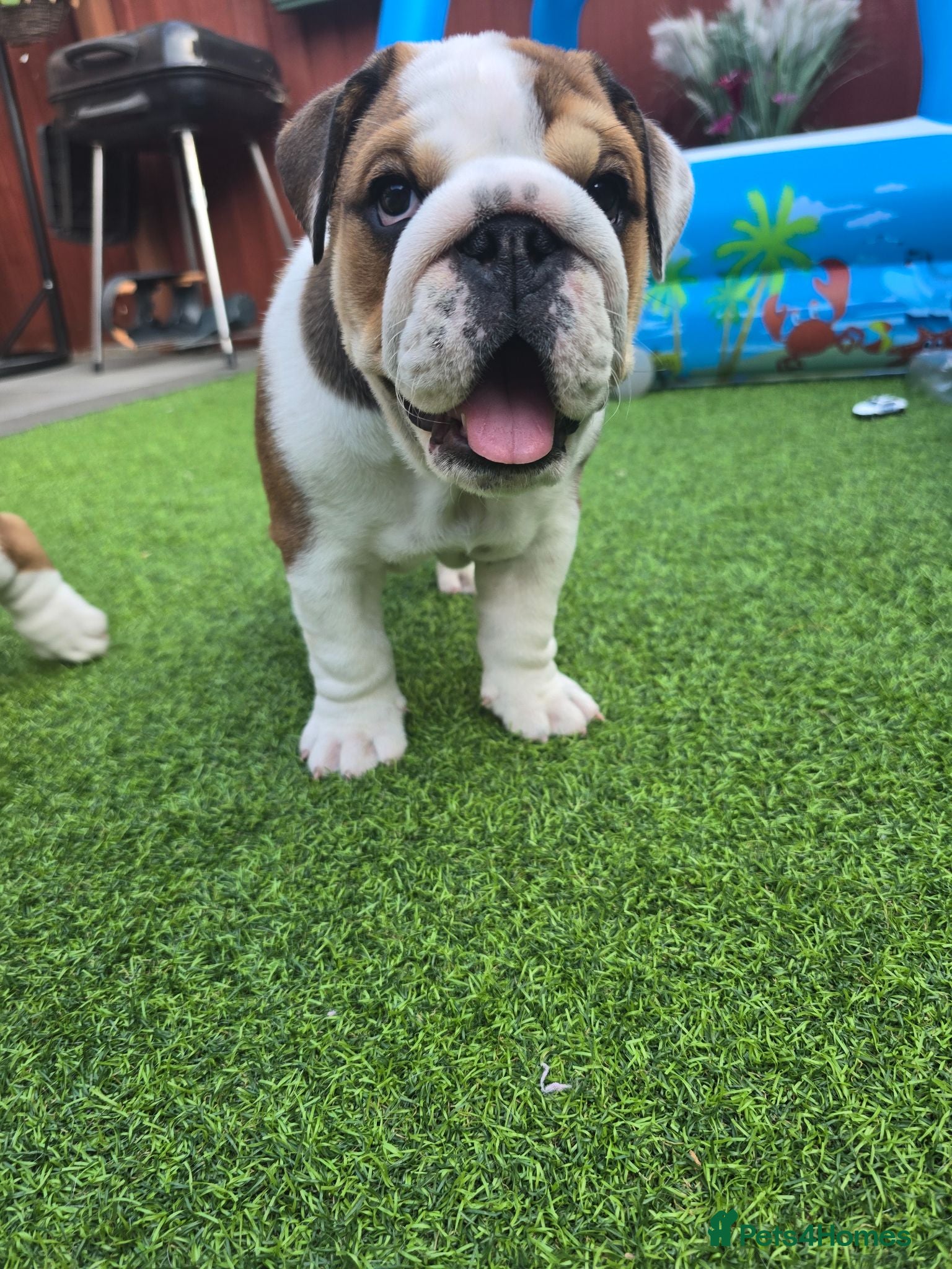 English Bulldog dogs 🐾 Beautiful KC  girl🐶 READY NOW ! 🎉🥰 - Advert 6