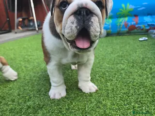 English Bulldog dogs 🐾 Beautiful KC girl🐶 READY NOW ! 🎉🥰 - Advert 6