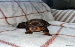 Miniature Dachshund dogs for sale: Beautiful Dachshund puppy’s  - Image 10