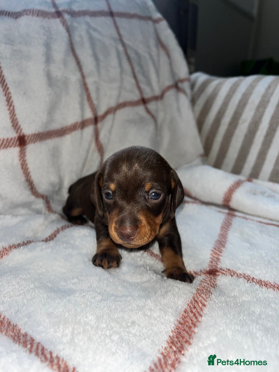 Miniature Dachshund dogs for sale: Beautiful Dachshund puppy’s  - Image 10