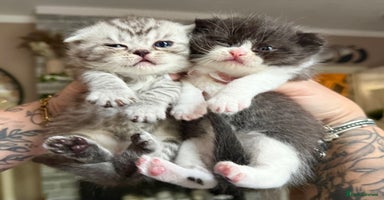 British Shorthair cats - Advert 4