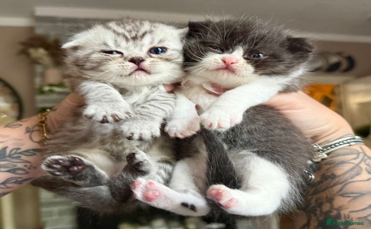 British Shorthair cats - Advert 1