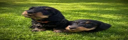 Miniature Dachshund dogs for sale: KC Mini Wire dachshunds LAFORA/PRA (Cord1) clear - Advert 4