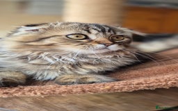 Scottish Fold cats for sale: 2 boys left! TICA registered Scottish Fold - Image 37