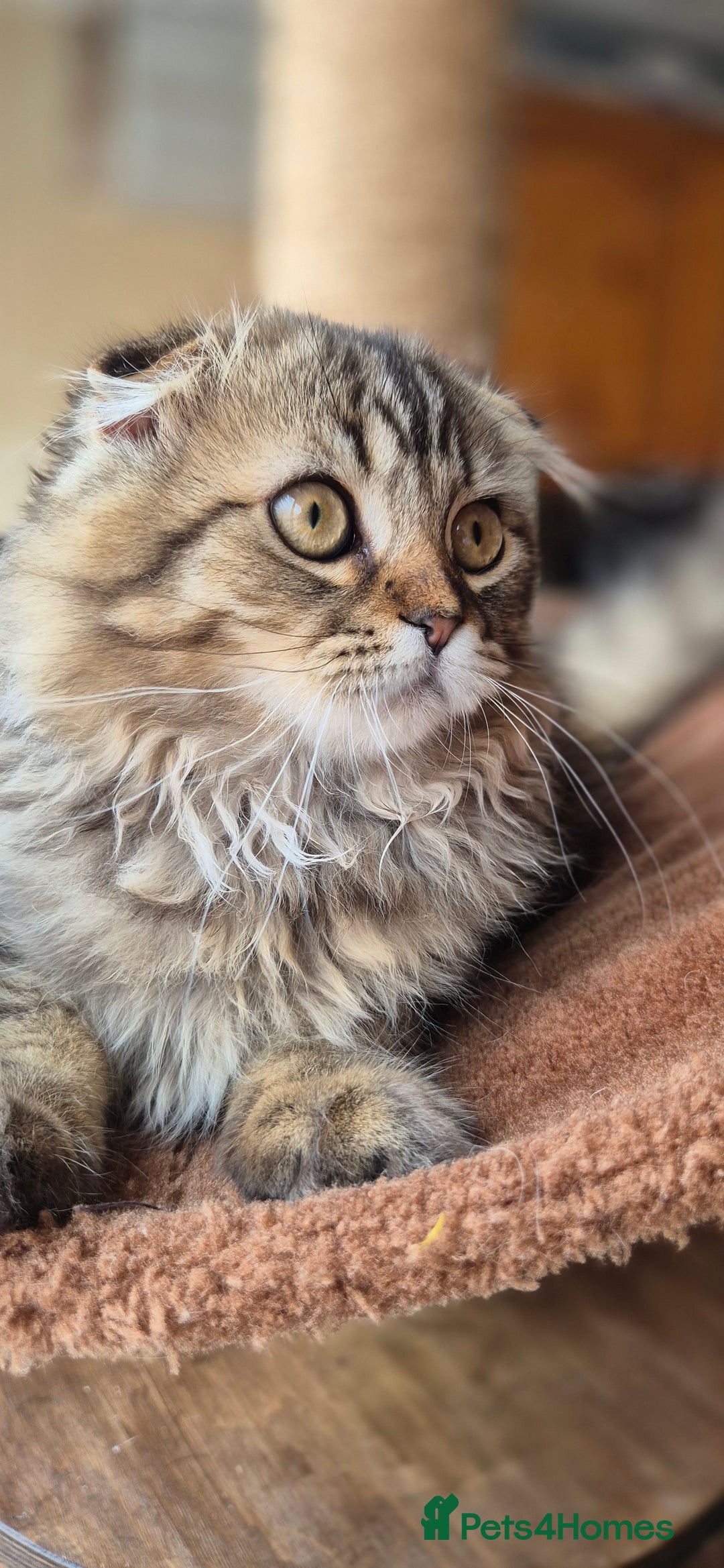 Scottish Fold cats for sale: 2 boys left! TICA registered Scottish Fold - Image 37