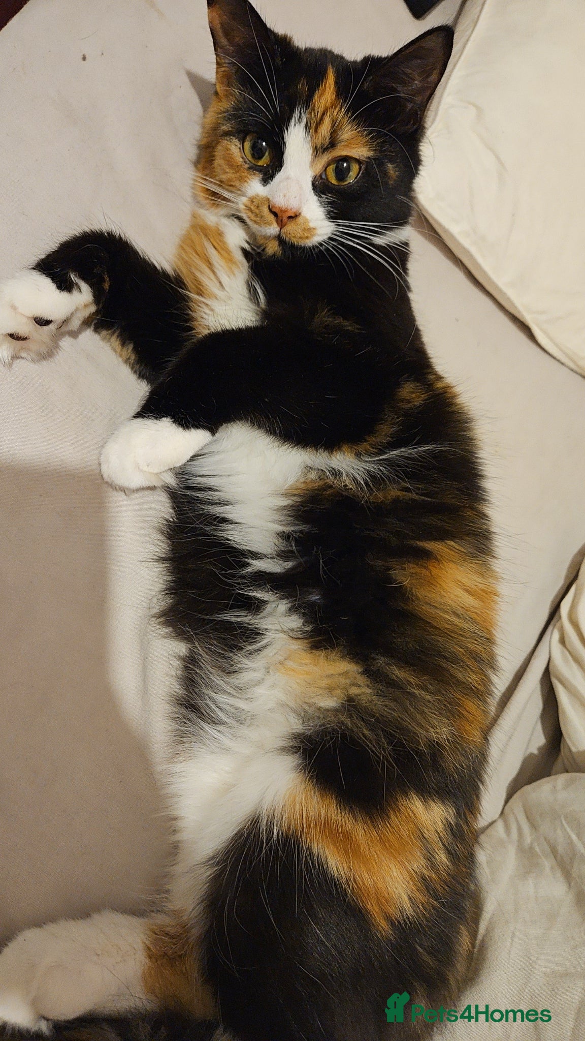 Mixed Breed cats Very affectionate cats - Advert 1