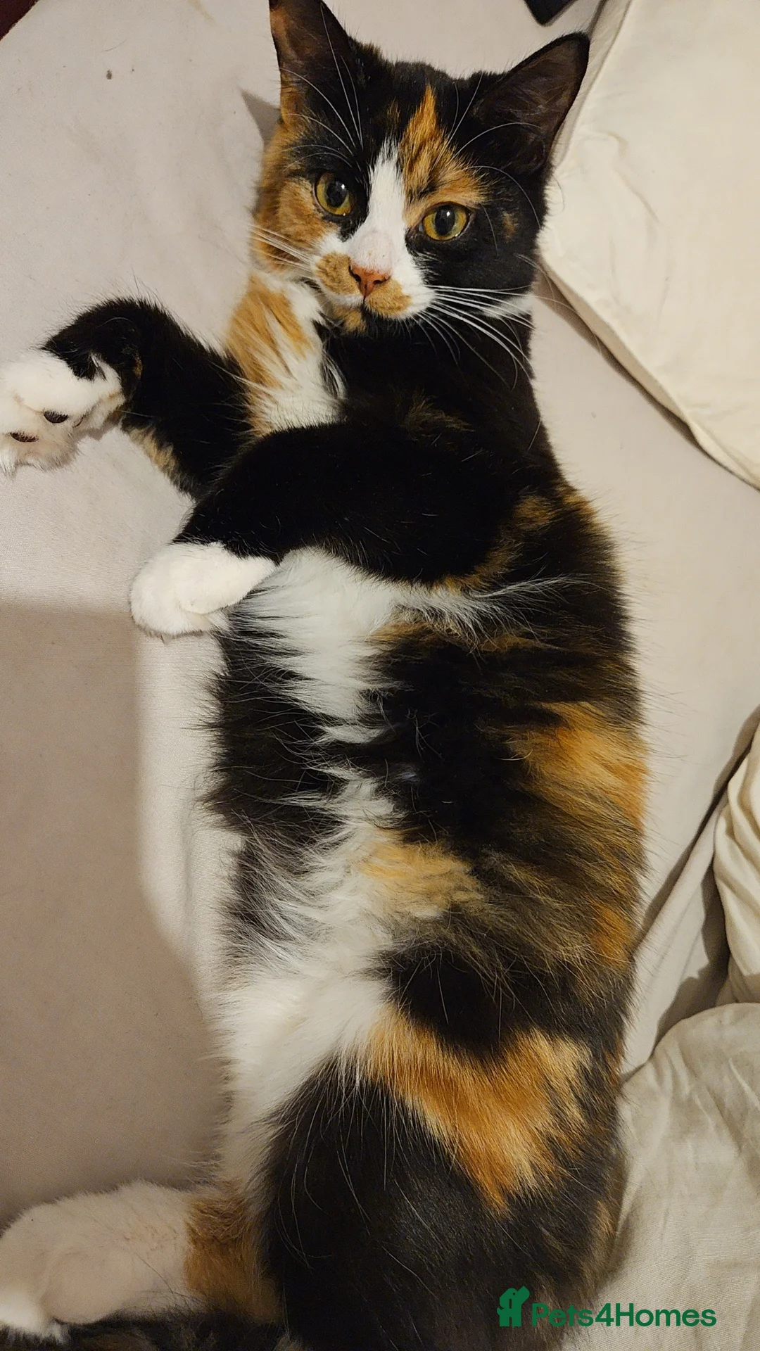 Mixed Breed cats for sale: Very affectionate cats - Advert 1