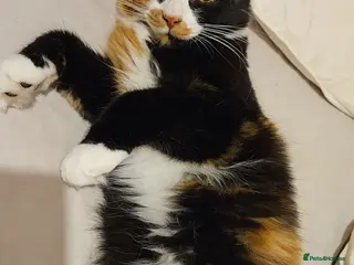 Mixed Breed cats Very affectionate cats - Advert 1