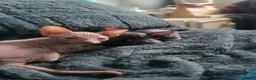 Sphynx cats for sale:  3 Sphynx/bambino kittens - Advert 13