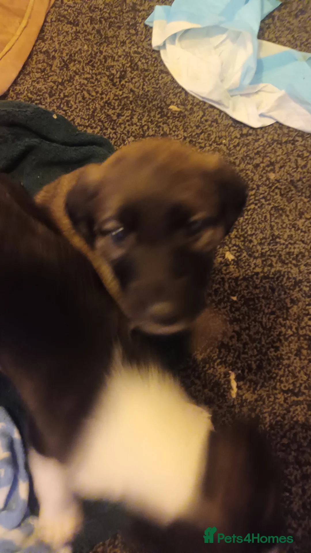 Mixed Breed dogs for sale: Bull whippet lurcher puppies in Stanley - Advert 6