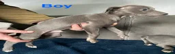 Whippet dogs for sale: Stunning whippet puppies - Advert 10