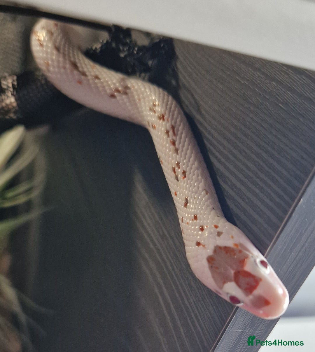 Corn Snake reptiles for sale: Palmetto Cornsnake - Image 2