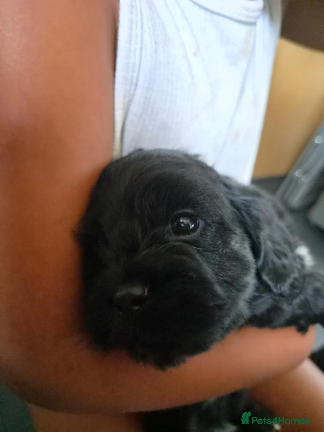 Mixed Breed dogs for sale: Cocker Spaniel x Shih Tzu Puppys in Wimborne - Advert 11