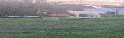 Goats livestock for sale: One billy goat And one female goat for sale in Swansea - Advert 4
