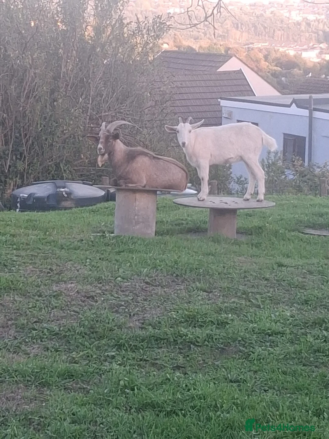 Goats livestock for sale: One billy goat And one female goat for sale in Swansea - Advert 4