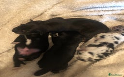 Mixed Breed dogs for sale: Keeshond/retriever cross Collie Pups - Image 1