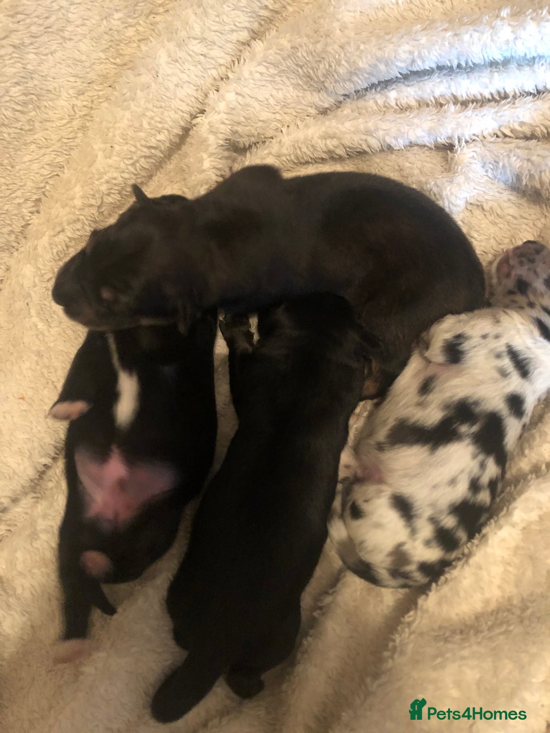Mixed Breed dogs for sale: Keeshond/retriever cross Collie Pups - Image 1