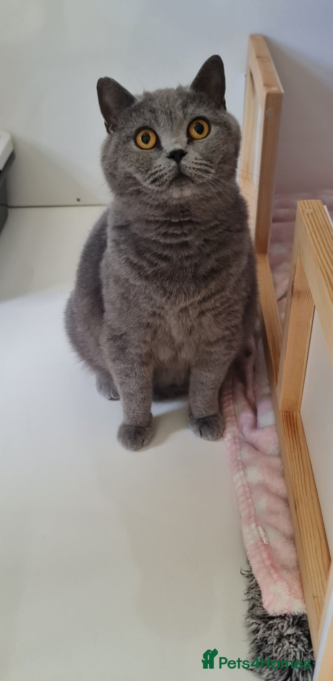 British Shorthair cats for sale: CHAMPION SIRED GCCF REG BSH BLUE MALE KITTEN - Image 6
