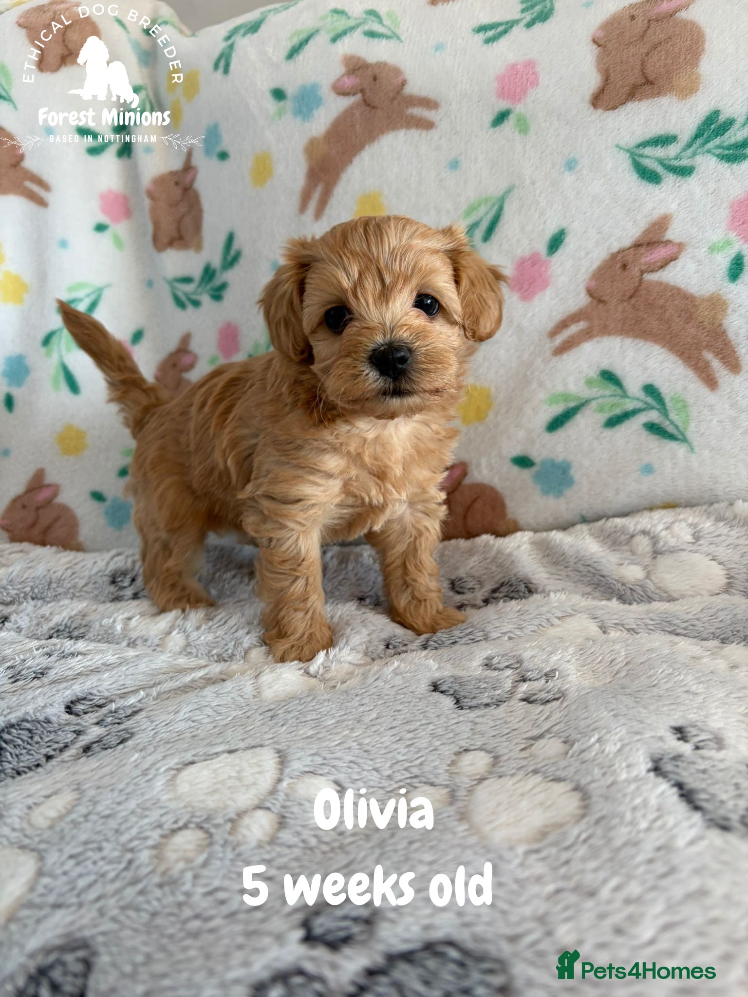 Maltipoo dogs Stunning Maltipoo puppies ❤️ - Advert 1