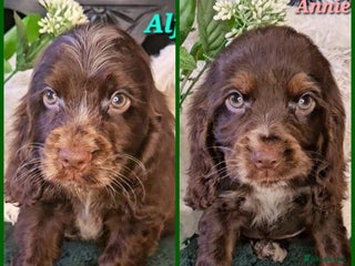 Cocker Spaniel dogs Exceptional Pedigree Show Type English Cockers - Advert 4