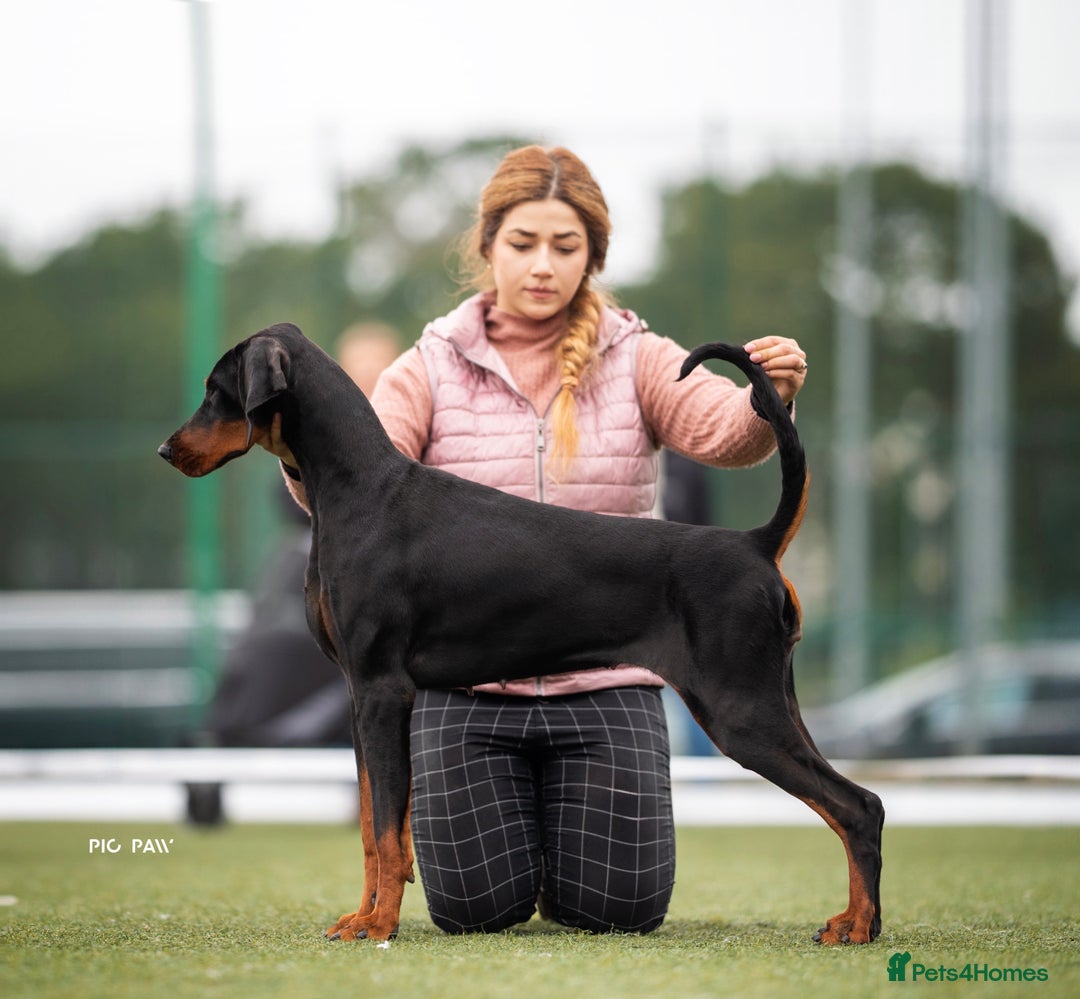 Dobermann dogs for sale: WAITLIST WINTER 2025 CEZARBLUE 5 STAR LICENSED ⭐️  - Image 7