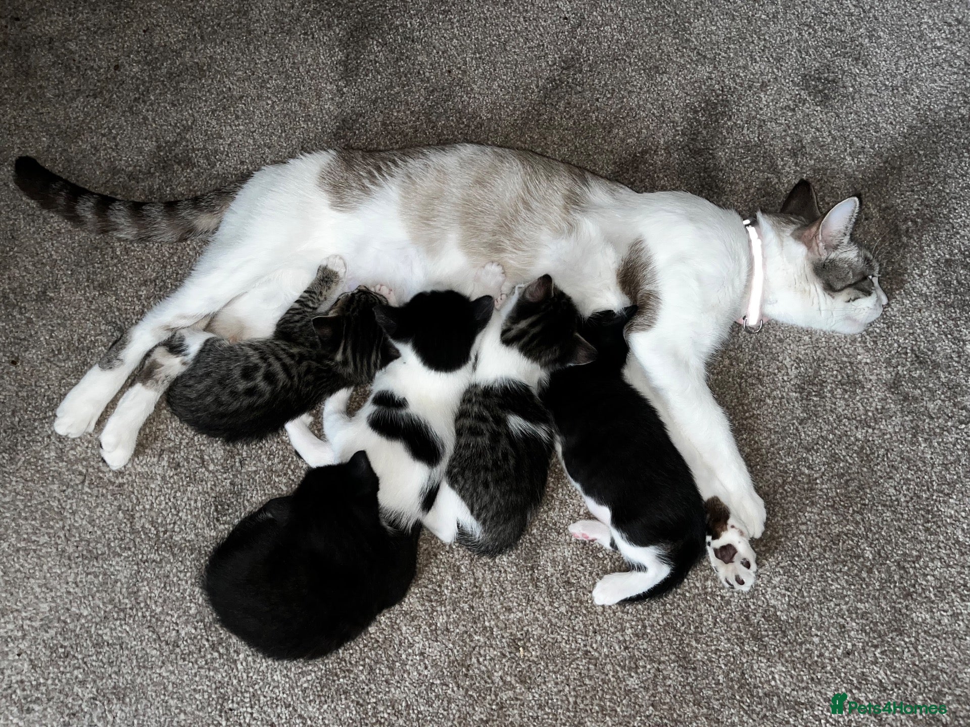 Domestic Shorthair cats X4 male kittens - Advert 1