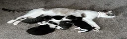 Domestic Shorthair cats for sale: X4 male kittens - Advert 1