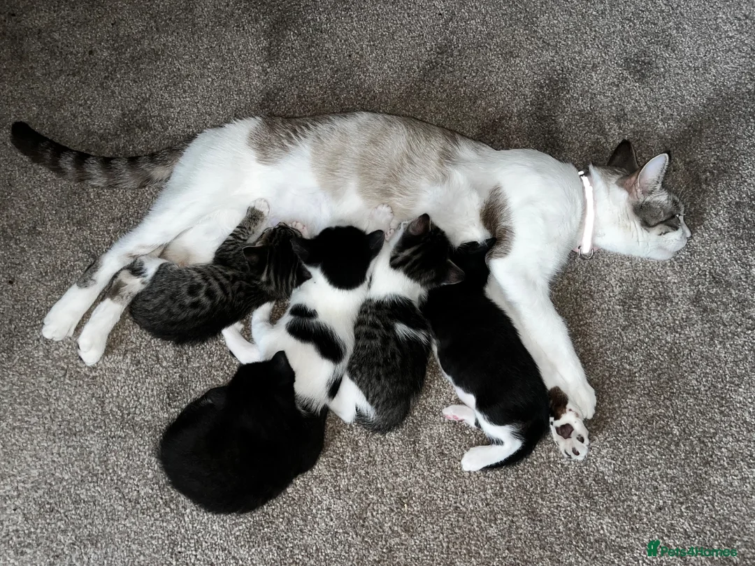 Domestic Shorthair cats for sale: X4 male kittens - Advert 1