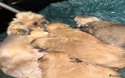 Shih Tzu dogs for sale: Shih tzu puppies  - Image 10