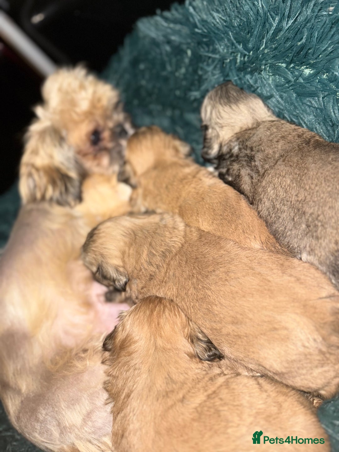 Shih Tzu dogs for sale: Shih tzu puppies  - Image 10