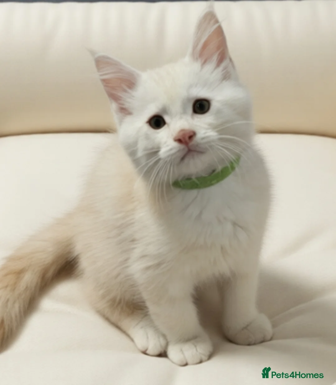 Maine Coon cats for sale: Maine Coon Shaded, Champion lines - Advert 5