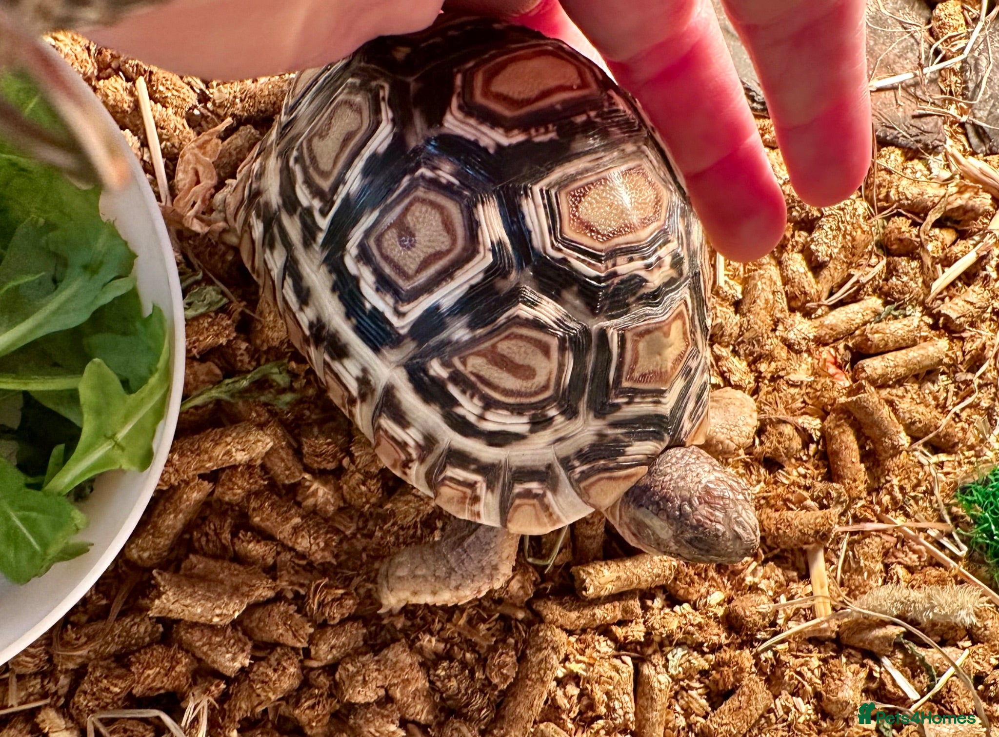 Tortoise reptiles Leopard Tortoise With Table and Lights etc - Advert 1