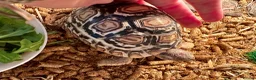 Tortoise reptiles for sale: Leopard Tortoise With Table and Lights etc - Advert 1