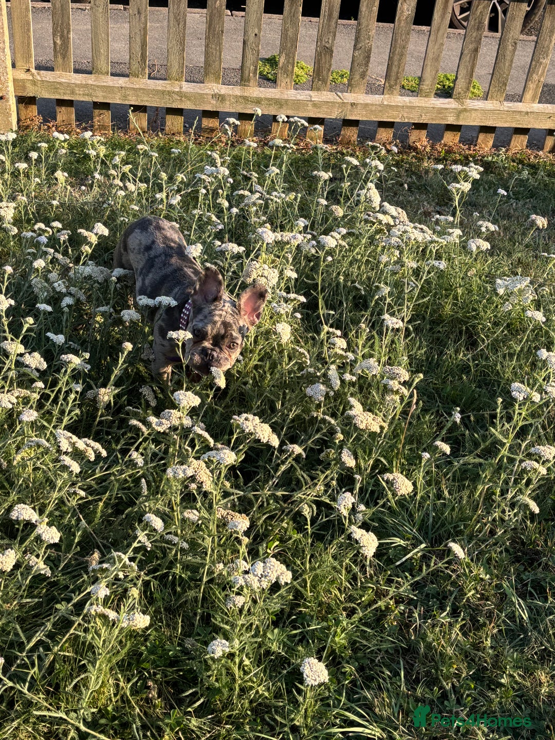 French Bulldog dogs for sale: Merle french bulldog  - Image 2