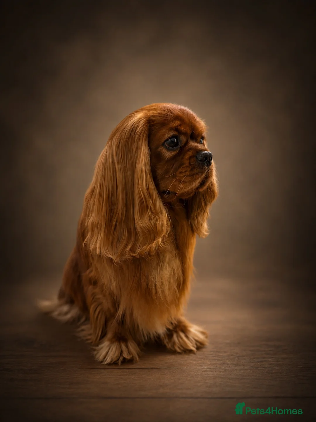 Cavalier King Charles Spaniel dogs for stud: KC Reg Health Tested Proven Cavalier King Charles - Advert 2