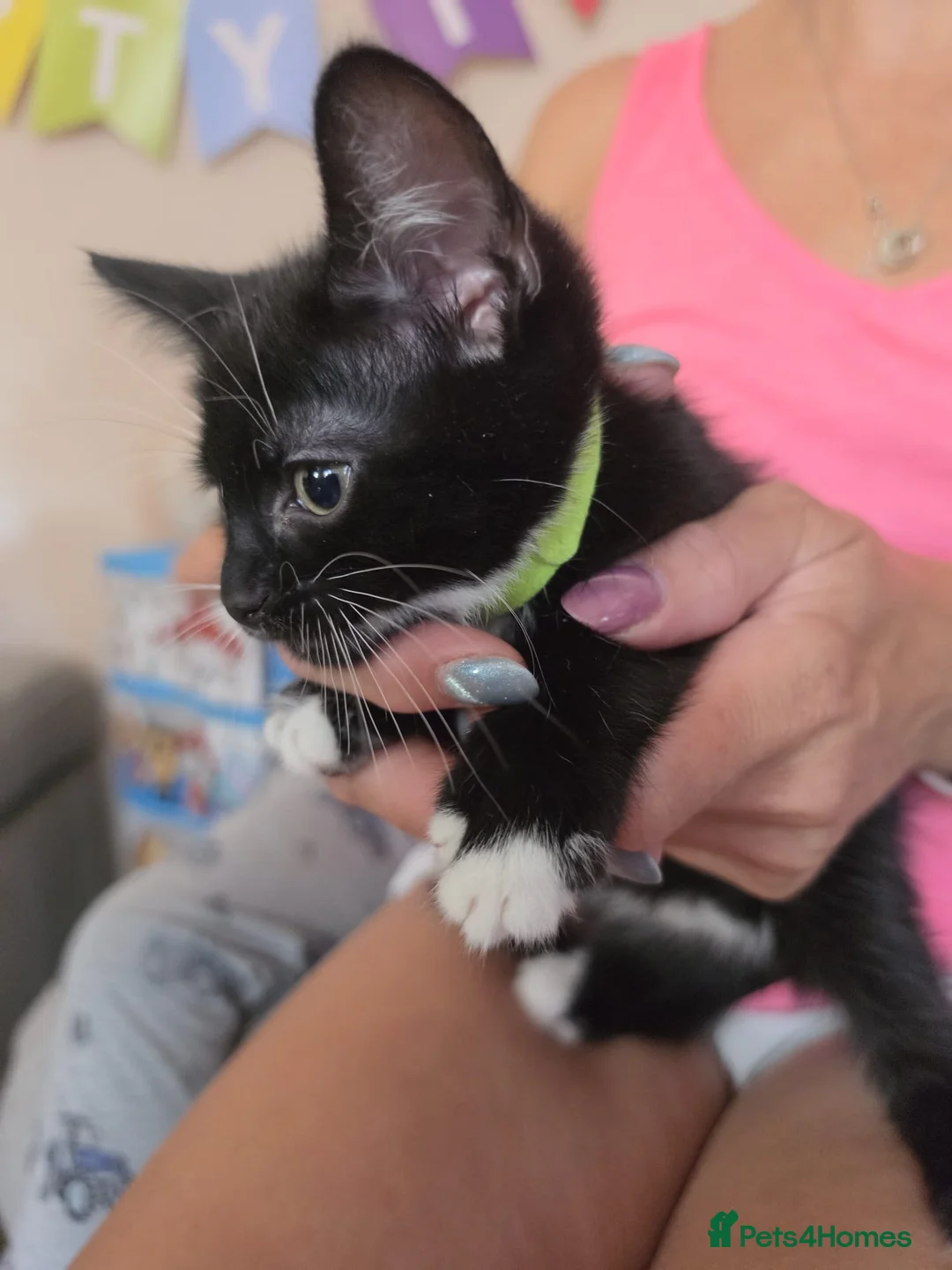 Mixed Breed cats for sale: Beautiful kittens ready now x in Hereford - Advert 1