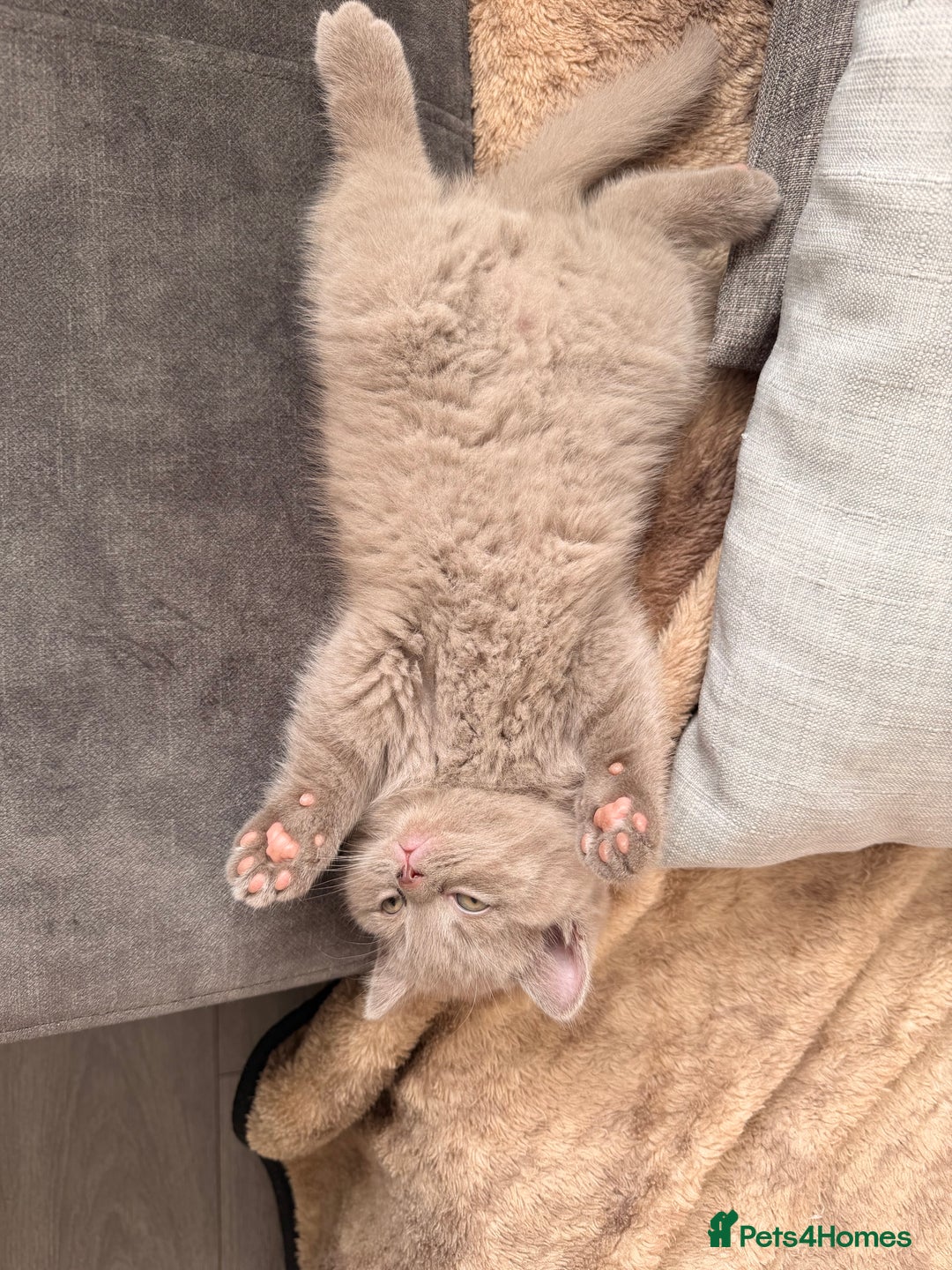 British Shorthair cats for sale: Wonderful, fluffy kittens - Advert 9