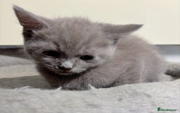British Longhair cats for sale: Beautiful and Playful kittens - Image 11