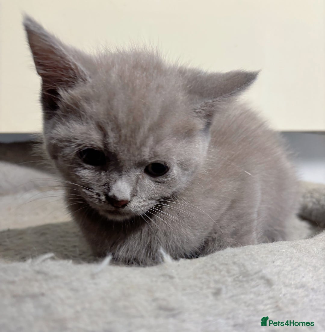 British Longhair cats for sale: Beautiful and Playful kittens - Image 11