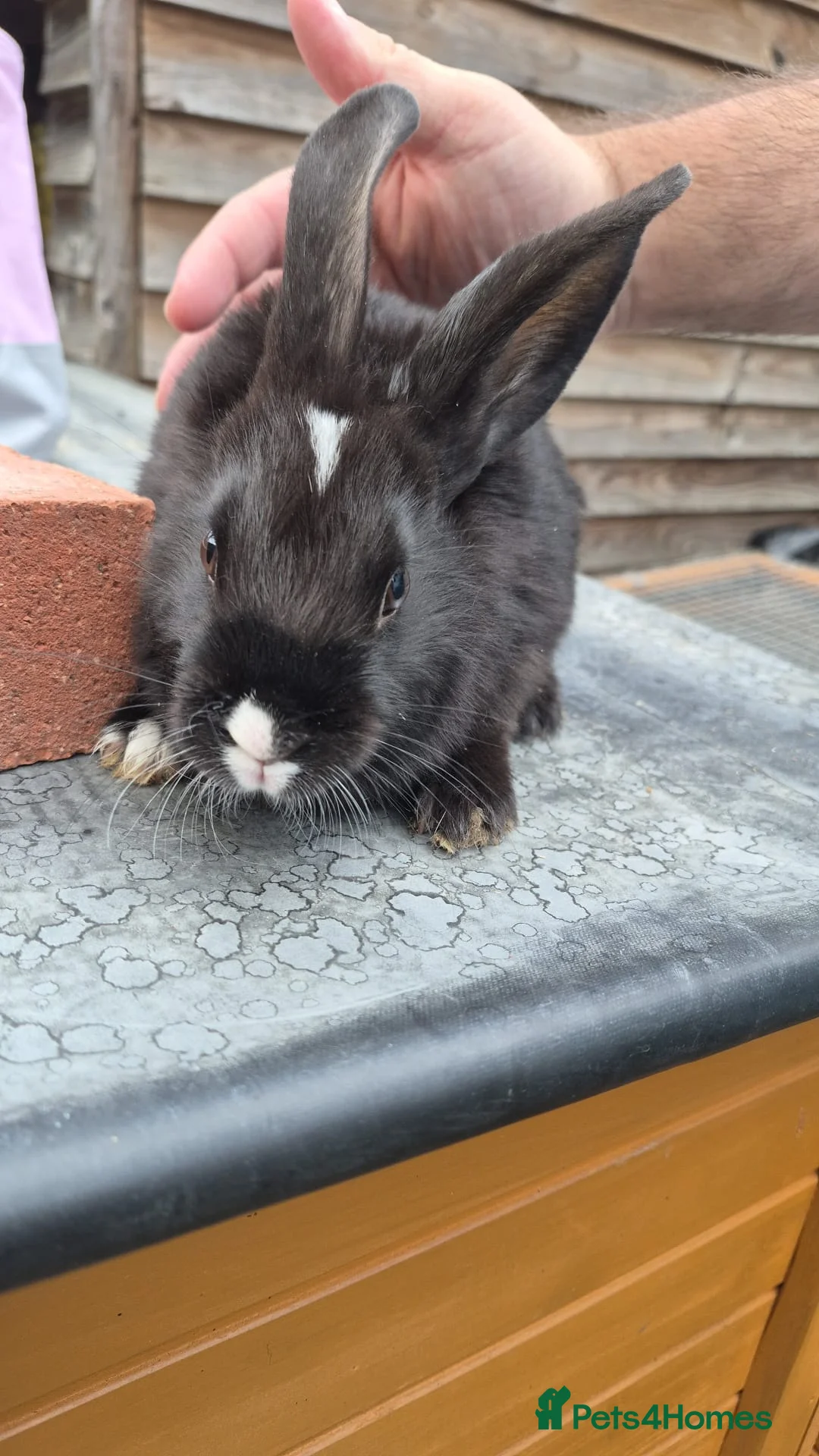 Mixed Breed rabbits for sale: Mini lop/lion head Rabbits  - Advert 4