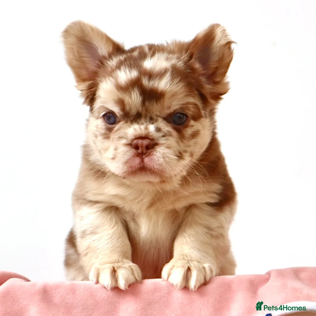 French Bulldog dogs for sale: Fluffy Frenchies - Advert 6