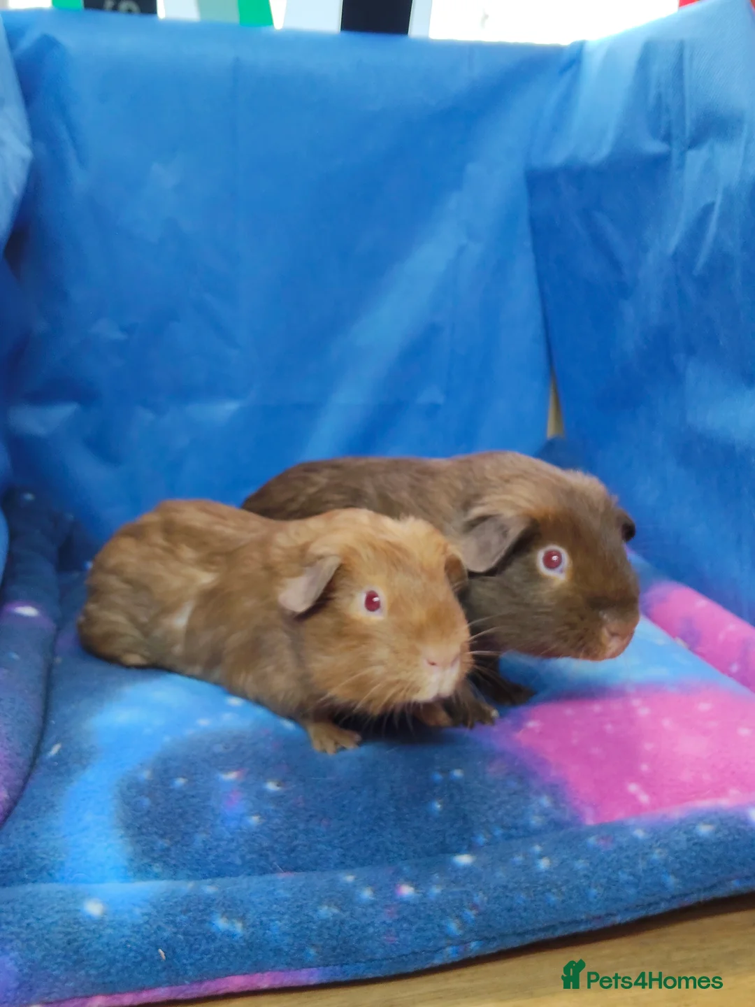 Guinea Pig rodents for sale: Guinea pigs  - Advert 8