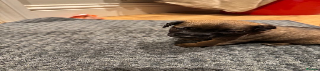 Jack Russell Puppy 2