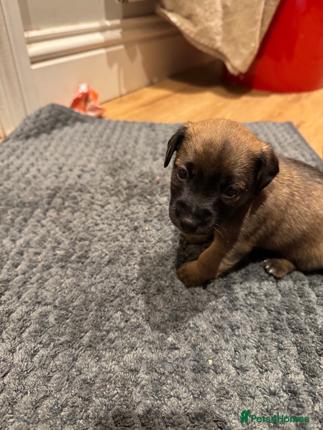 Jack Russell dogs for sale: Beautiful Stocky Short Terriers - Image 7