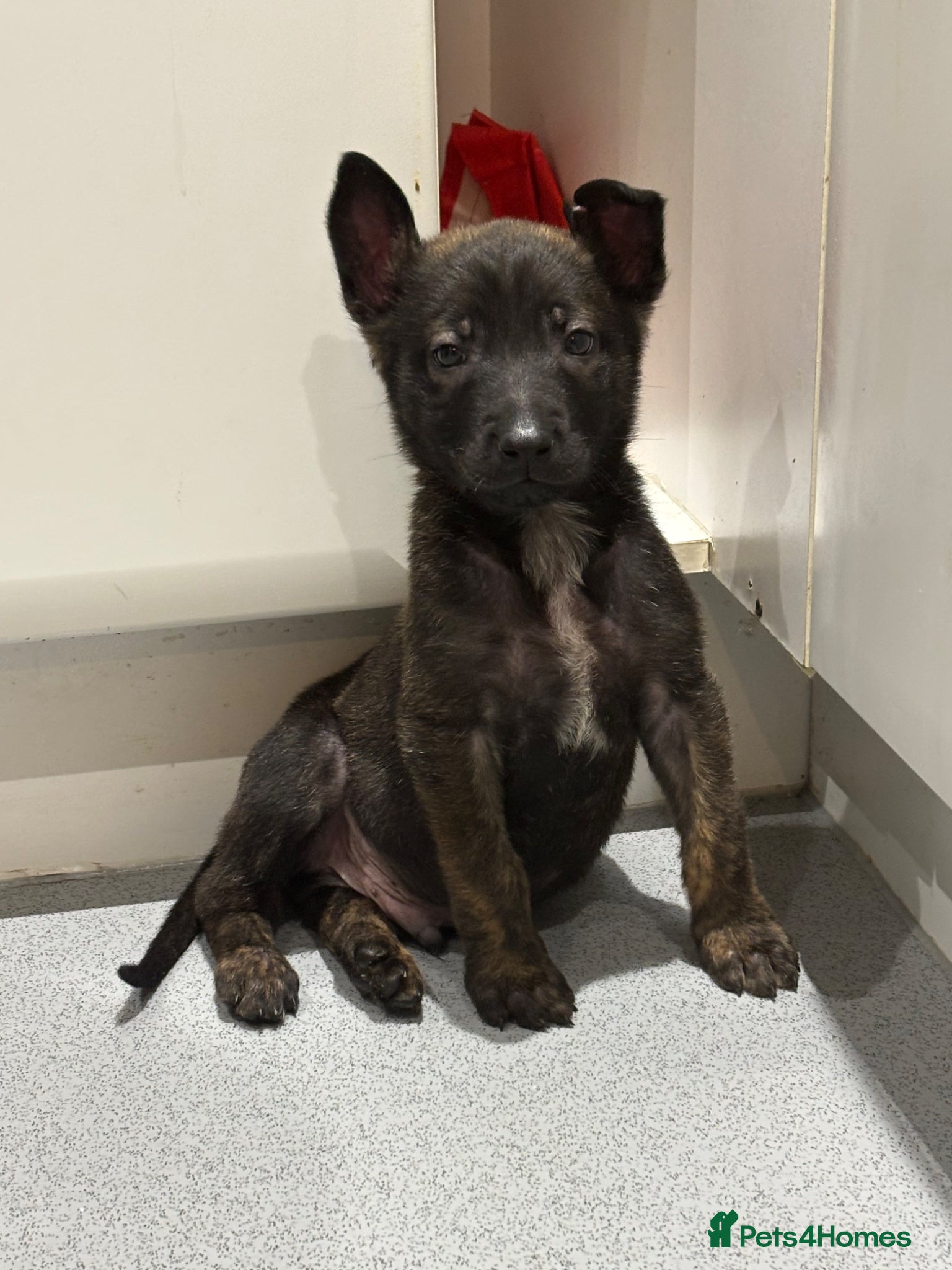 Belgian Shepherd Dog dogs Belgium malinois - Advert 3