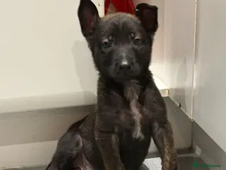 Belgian Shepherd Dog dogs Belgium malinois - Advert 6
