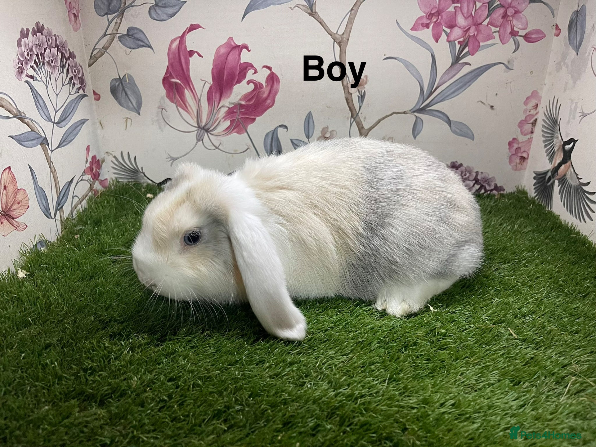 Mini Lop rabbits Mini lop male and female rabbits  - Advert 15