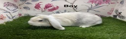 Mini Lop rabbits for sale: Mini lop male and female rabbits  - Advert 6