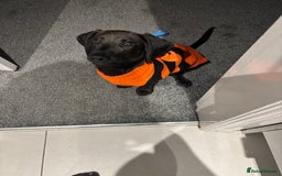 Mixed Breed dogs for sale: 6 month old Rocco - Image 2