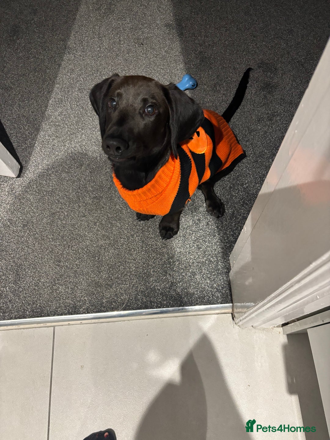 Mixed Breed dogs for sale: 6 month old Rocco - Image 2